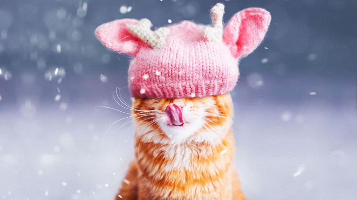 Как помочь перенести кошке холодную погоду?