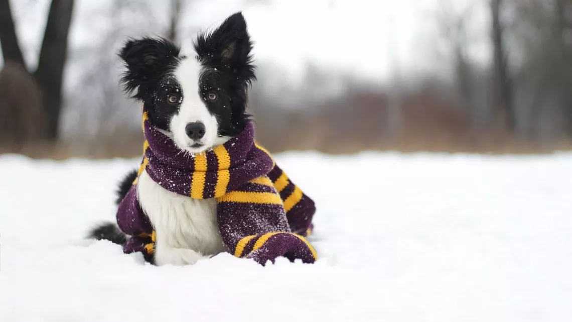 Как помочь перенести собаке холодную погоду?
